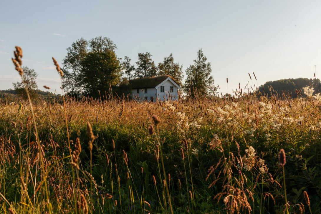 Gammelt hus i en åker