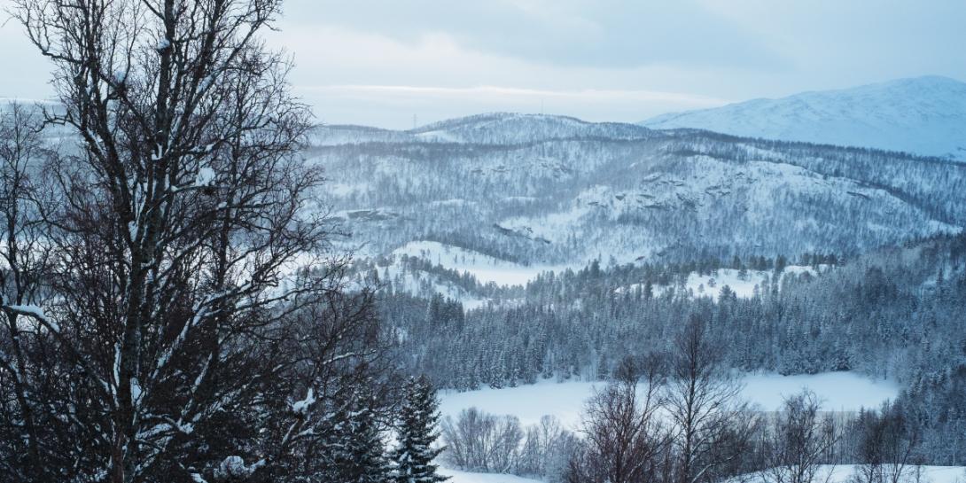 Landskap med snø, fjell og trær